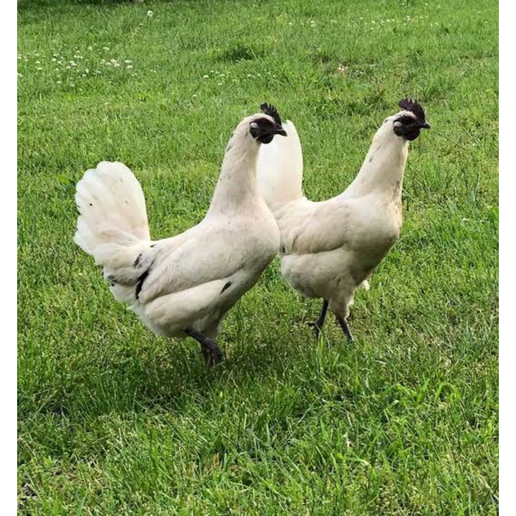 Telur Ayam Cemani Putih Fertil Untuk Di Tetaskan Asli