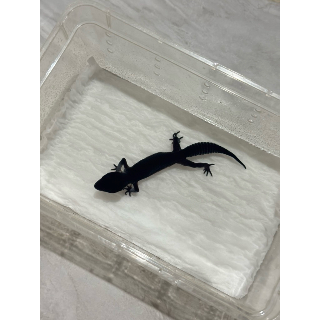 leopard gecko black night solid bn hitam female
