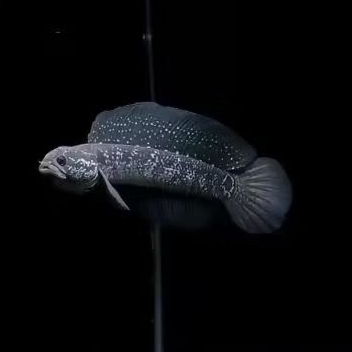 (COD) full Bergaransi se Indonesia 100% Asiatica ws pure bahan gondrong full pelet pakan ternak hewa