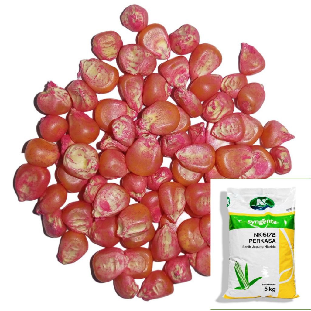 200 GRAM BENIH JAGUNG PERKASA NK 6172 F1 - BENIH JAGUNG HIBRIDA - BENIH JAGUNG