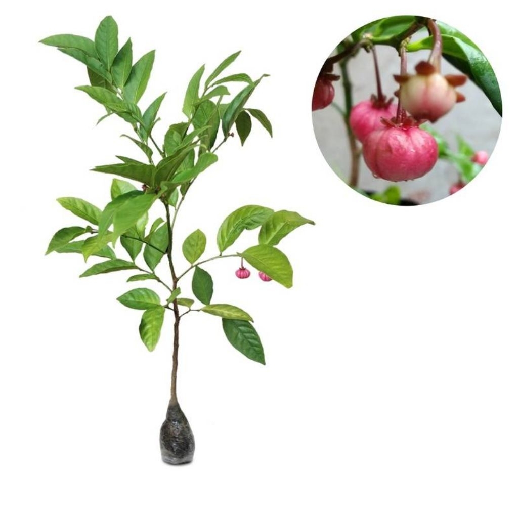 Bibit tanaman buah manggis jepang hasil cangkok 50-70 cm