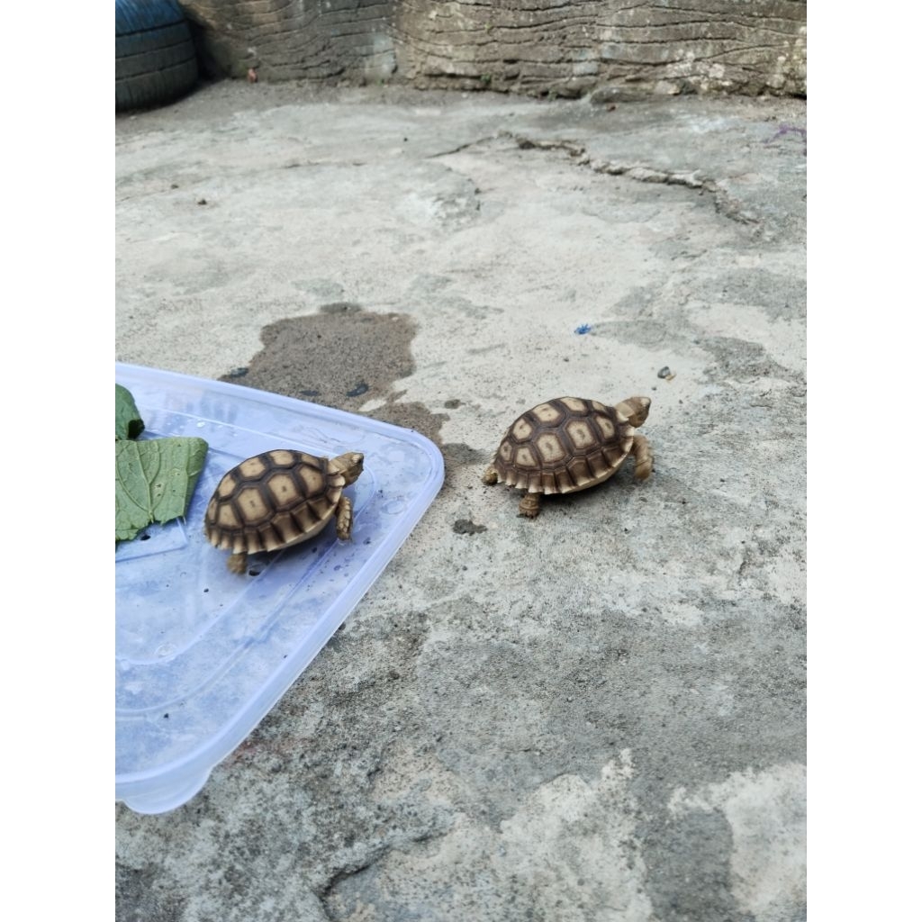 sulcata sehat 7cm