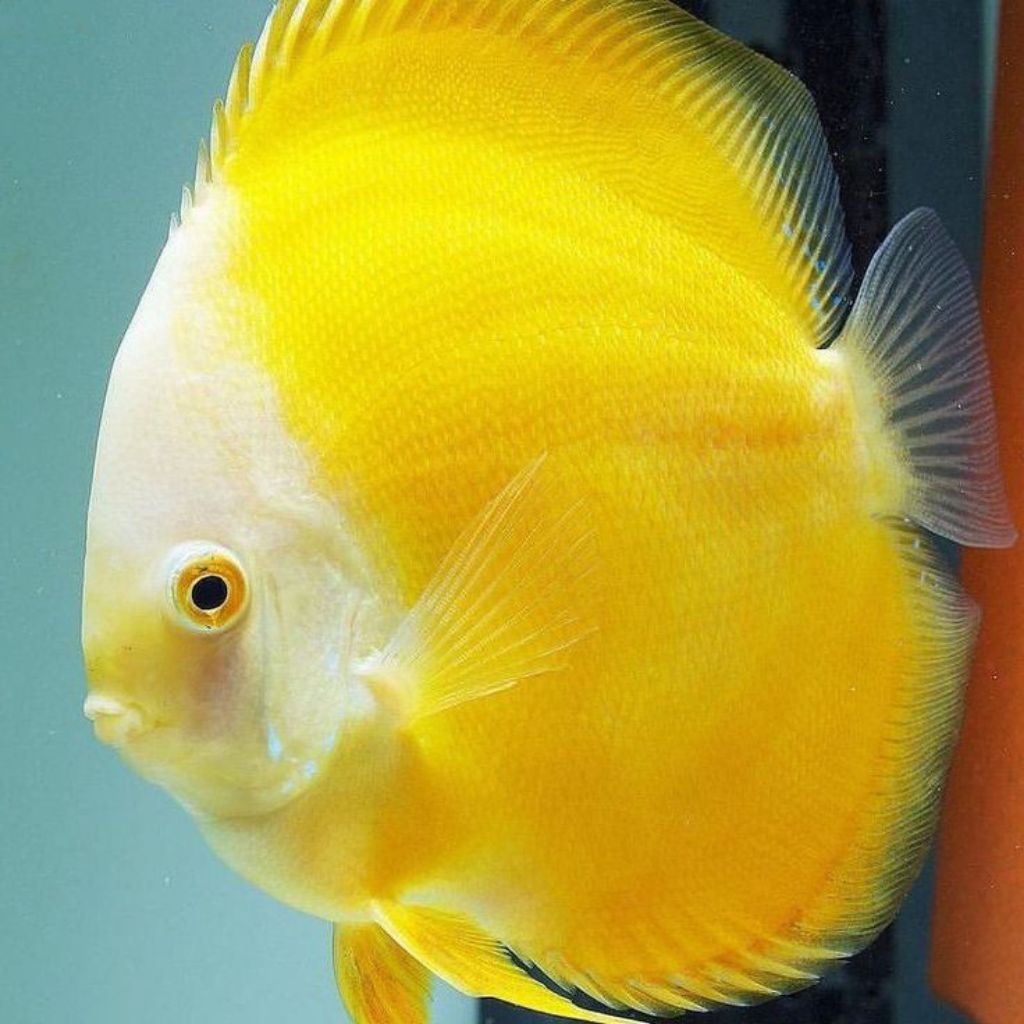 Discus golden yellow hiasan Aquascape