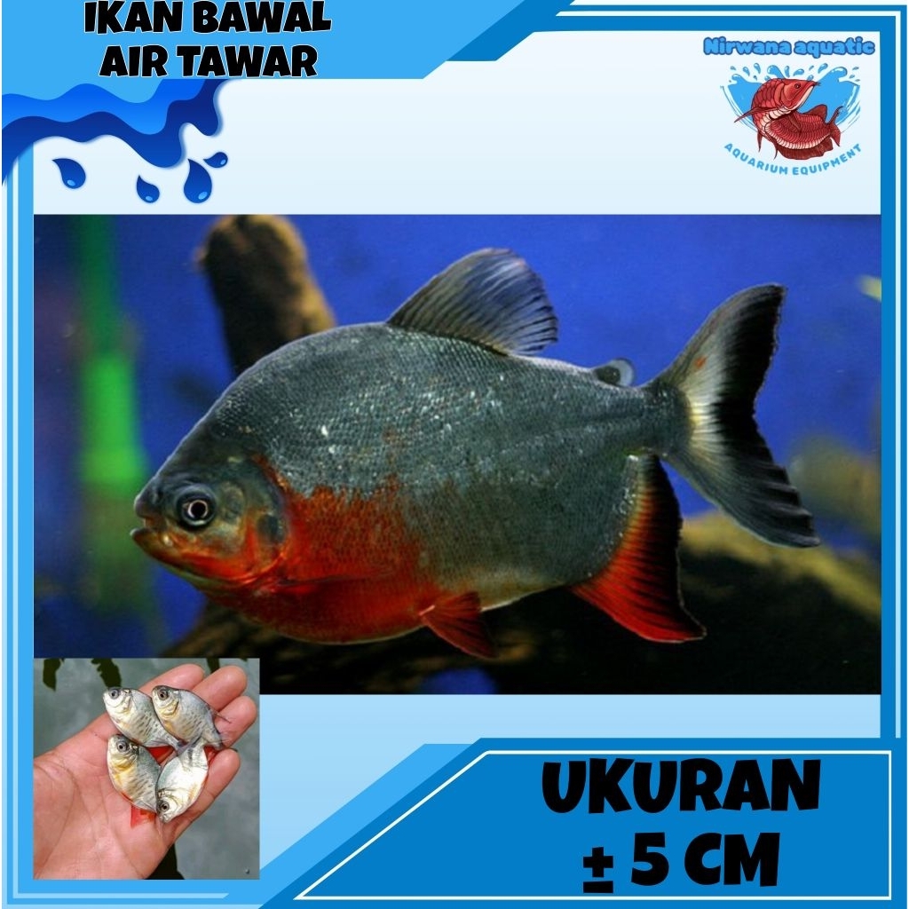 (INSTAN) IKAN BAWAL - PREDATOR HIAS. UKURAN ±5-6 CM