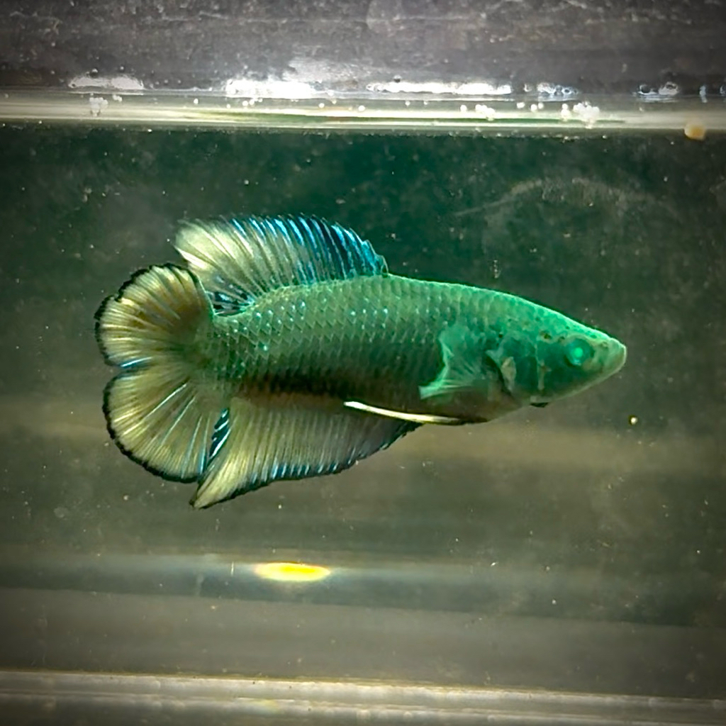 Cupang Pkdt Hulk real pict (buy 1 get 1 random)