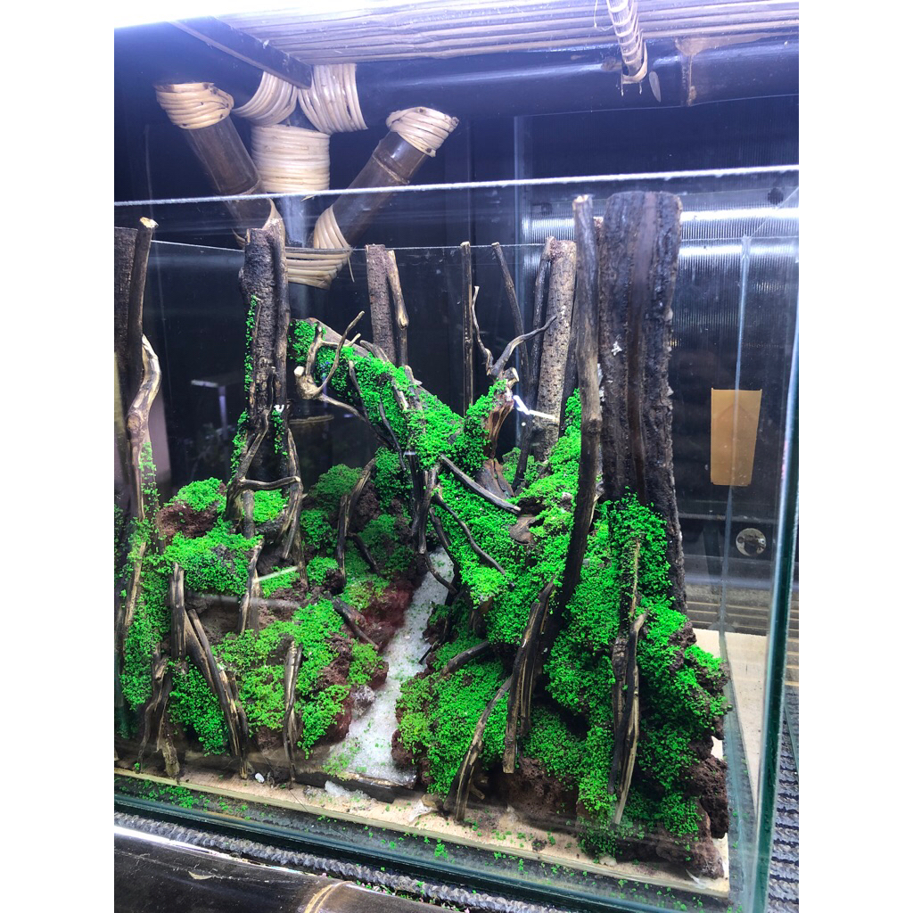 aquascape tema junggle size 40x30x30 cm fullset tinggal isi air aja