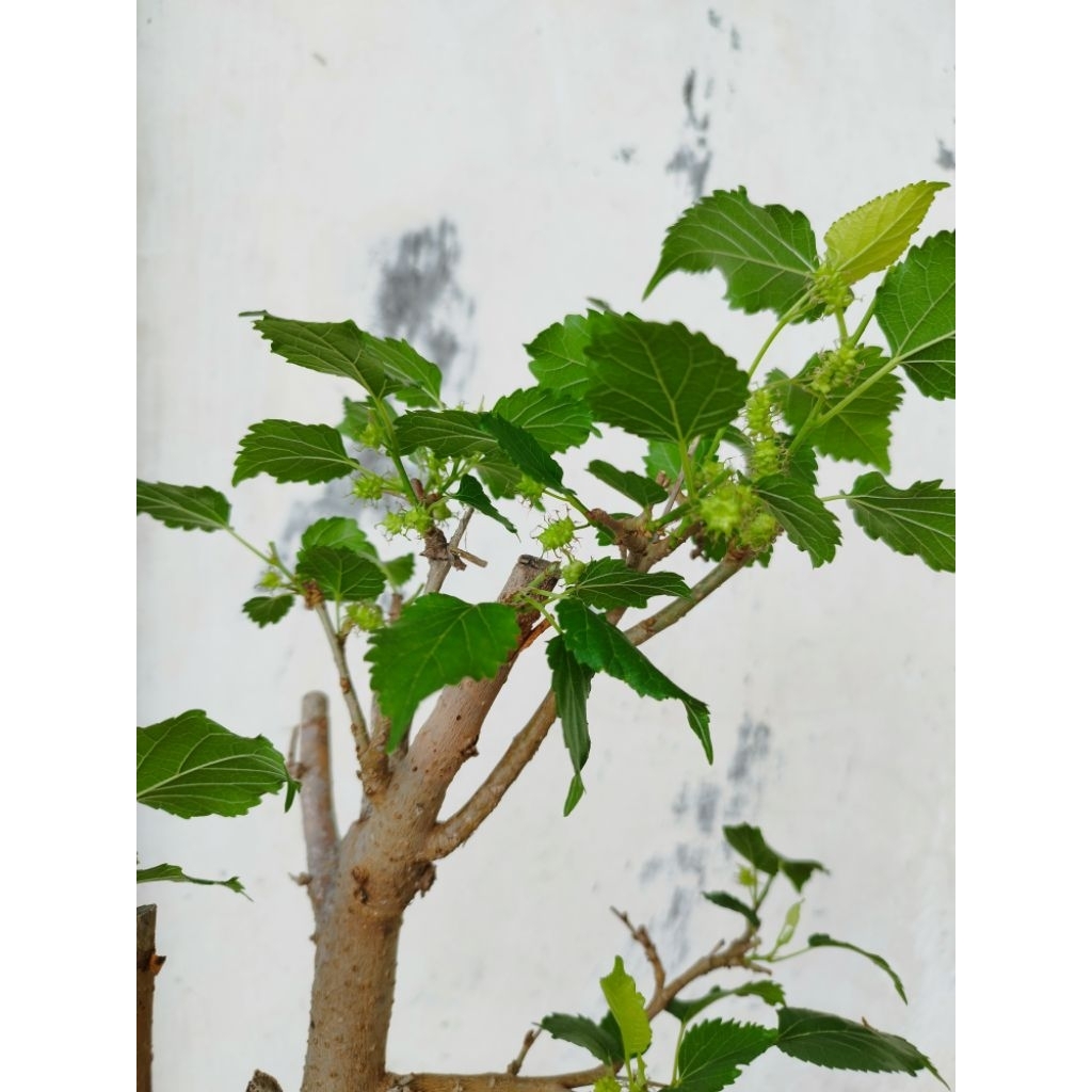 Bonsai Murbei Sudah Berbuah
