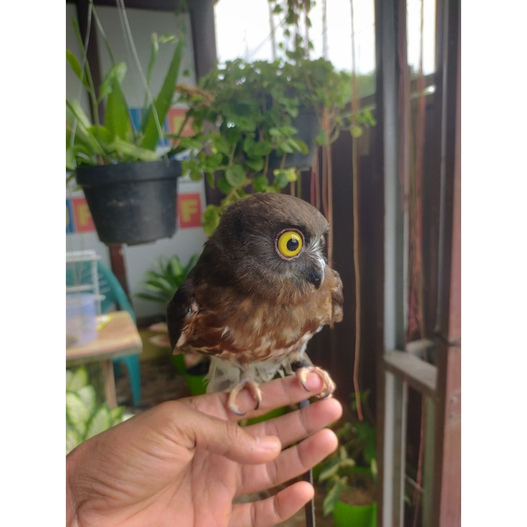 BURUNG HANTU MINI NINOX OWL SCULATA SEMI JINAK