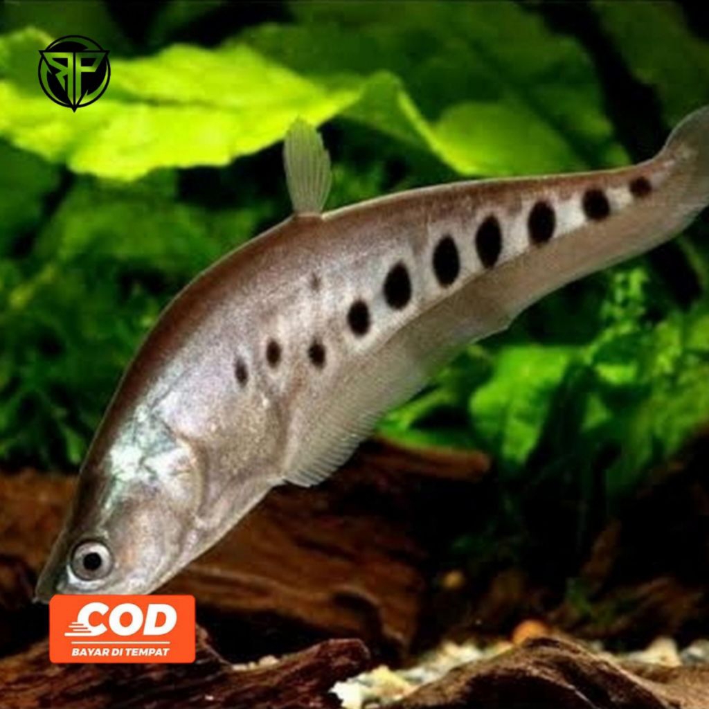 Ikan Balida Predator Air Tawar Ikan Hias Cantik Dan Unik Bertubuh Pipih Pola Ring Dot
