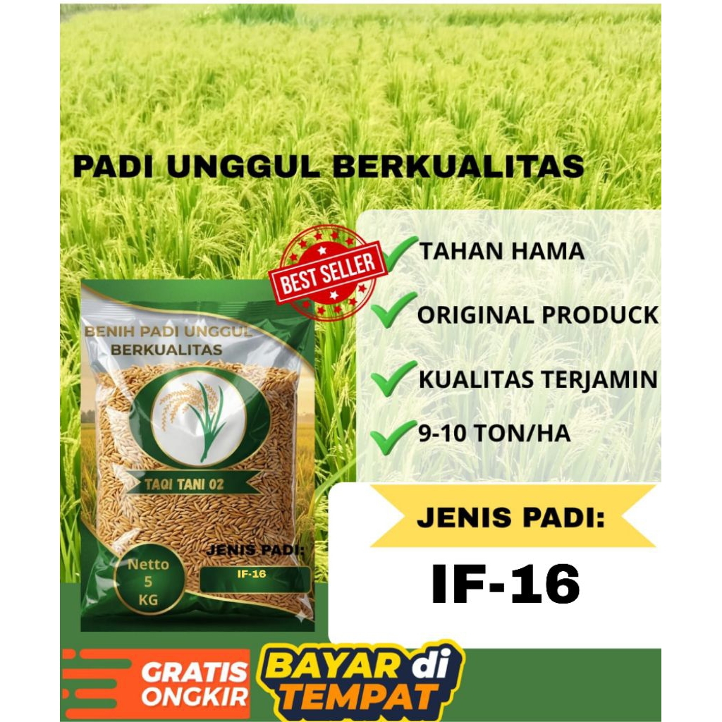 benih padi unggul IF 16 kemasan 5kg kualitas original 100