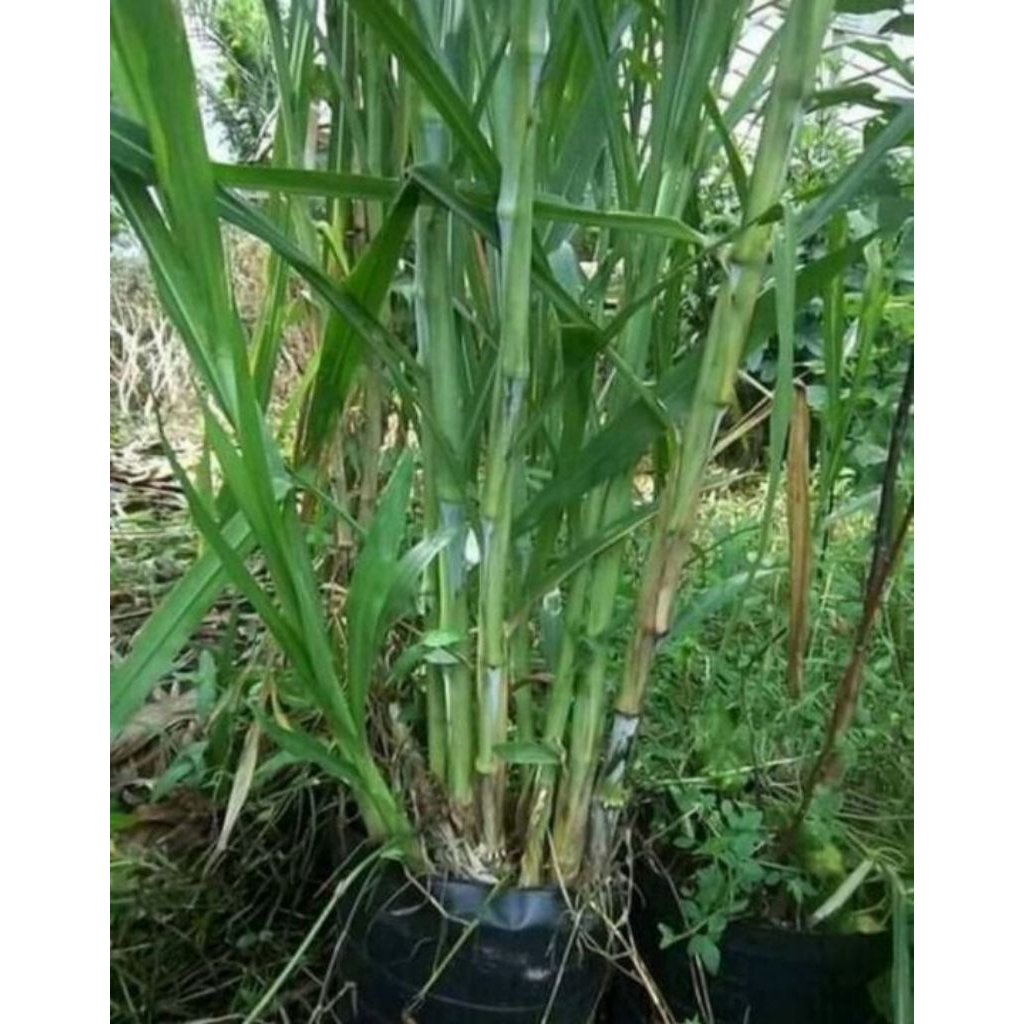 bibit rumput gajah pakan sapi dan kambing, kerbau, kuda serta domba