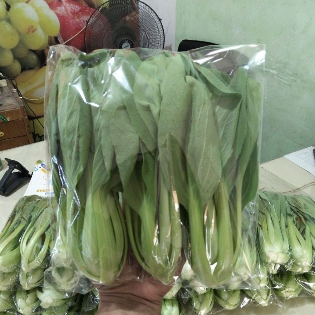 pakcoy hidroponik // sayur pakcoy hidroponik fresh