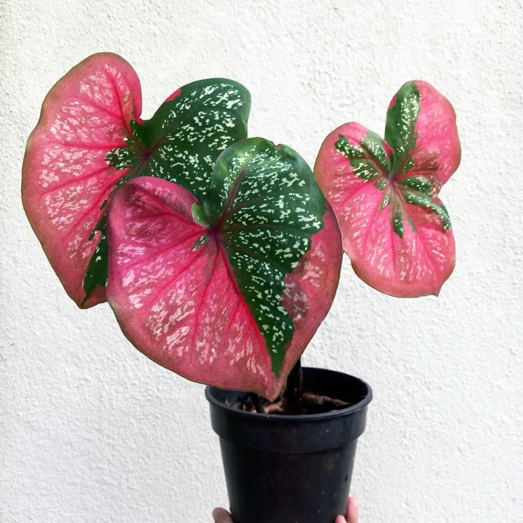 Keladi baret merah | Tanaman keladi baret merah | Caladium red beret