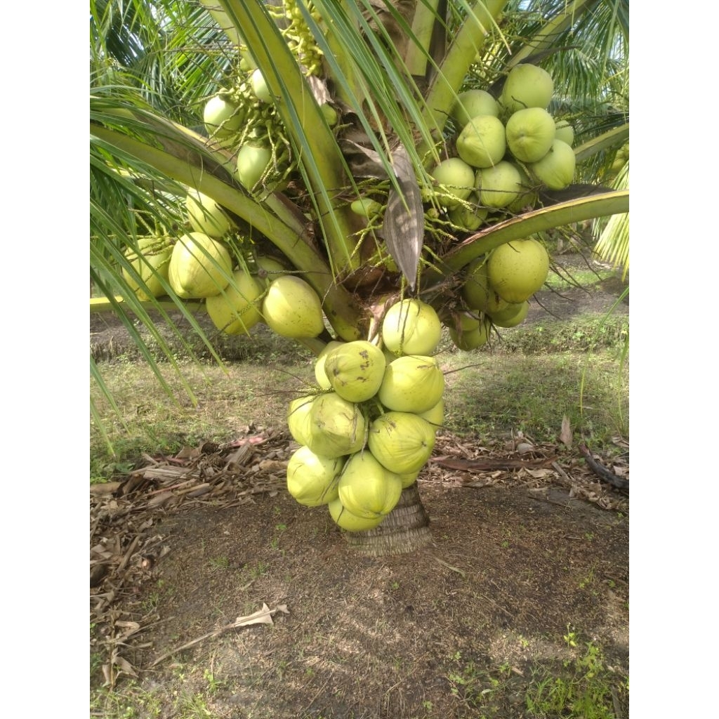 bibit kelapa genjah entok kebumen