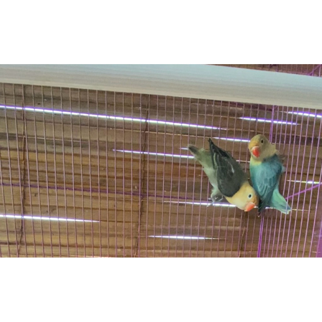 Lovebird biola parblue
