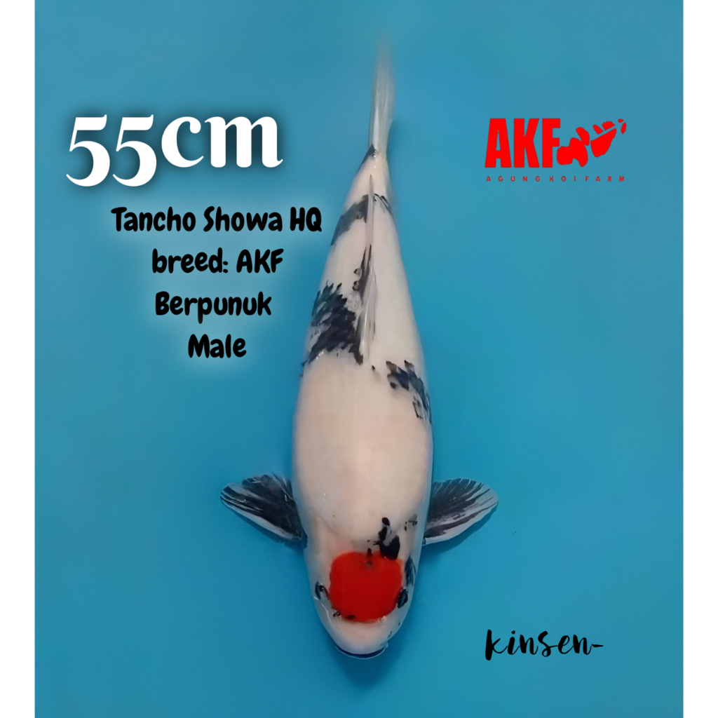 Koi Tancho Showa AKF MALE Berpunuk M55cm Good Body Patern & Motoguro High Quality