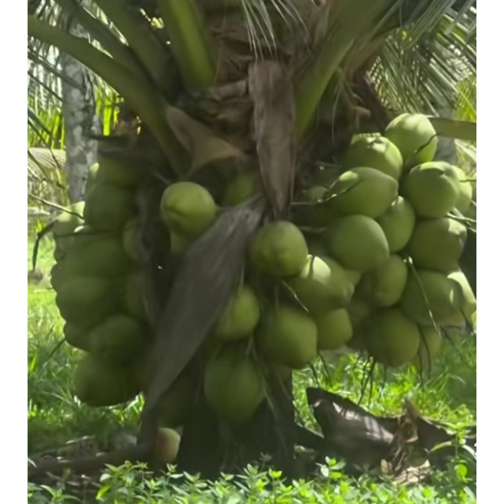 bibit kelapa genjah entok super genjah