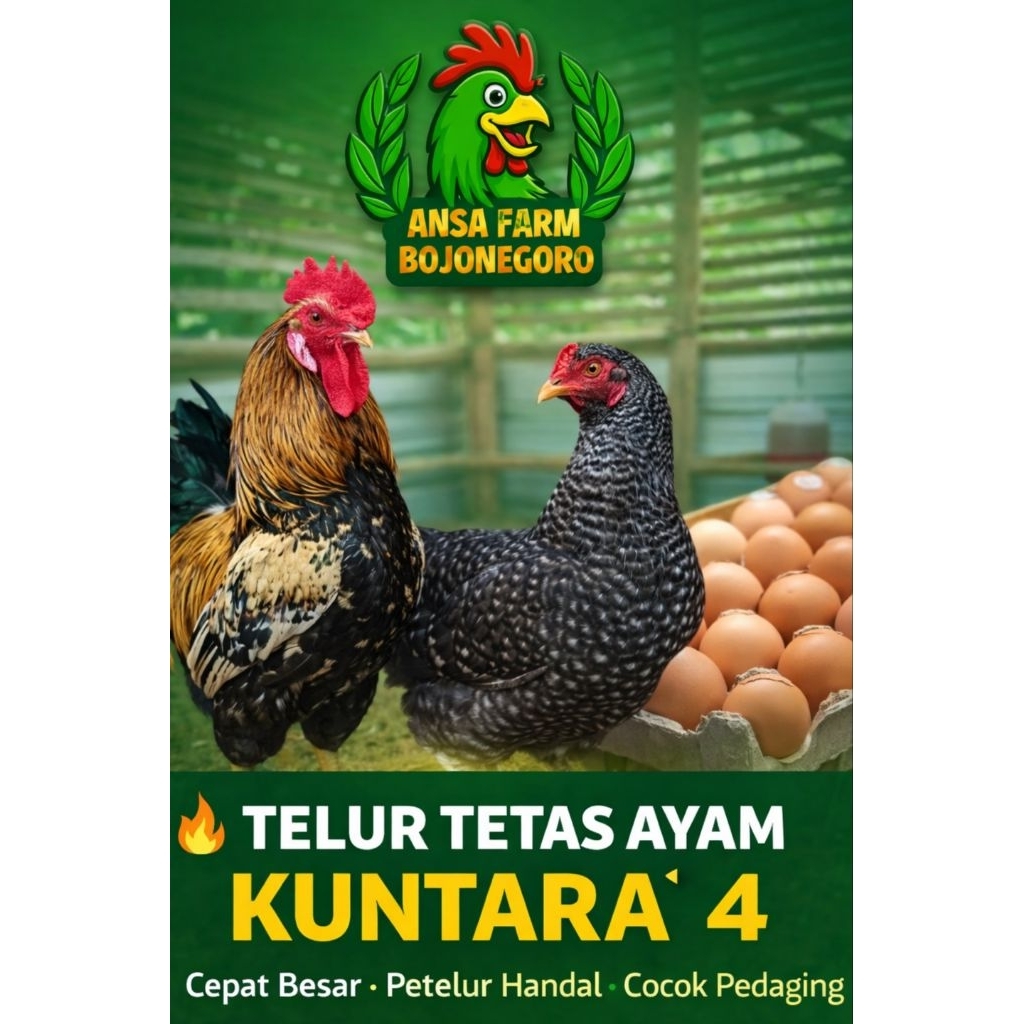 Telur Tetas Ayam Kuntara 4 Asli | Fertil Tinggi | Fresh | Ansa Farm Bojonegoro