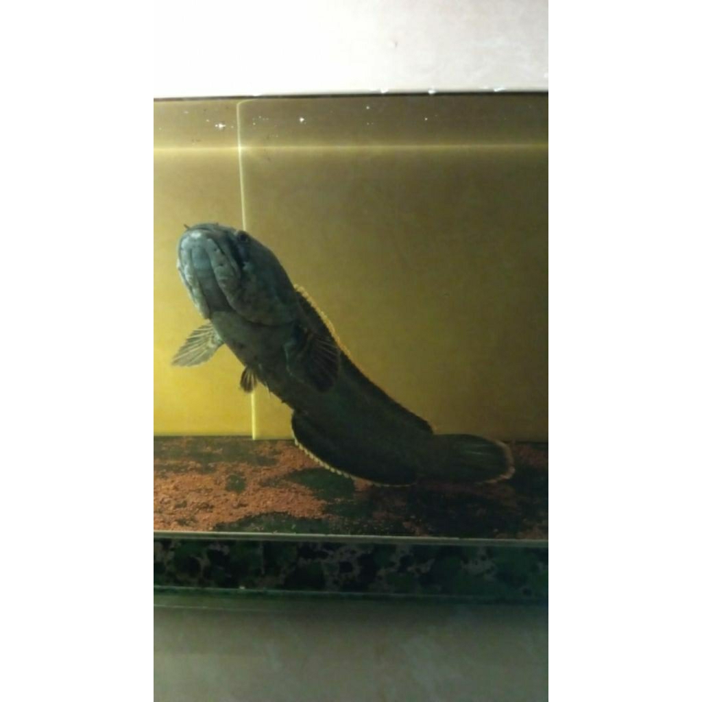 Limbata Channa dengan Rim Tebal dan Ganas