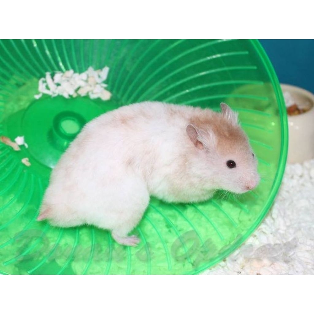 Hamster Syrian Polywhite roan brown short hair