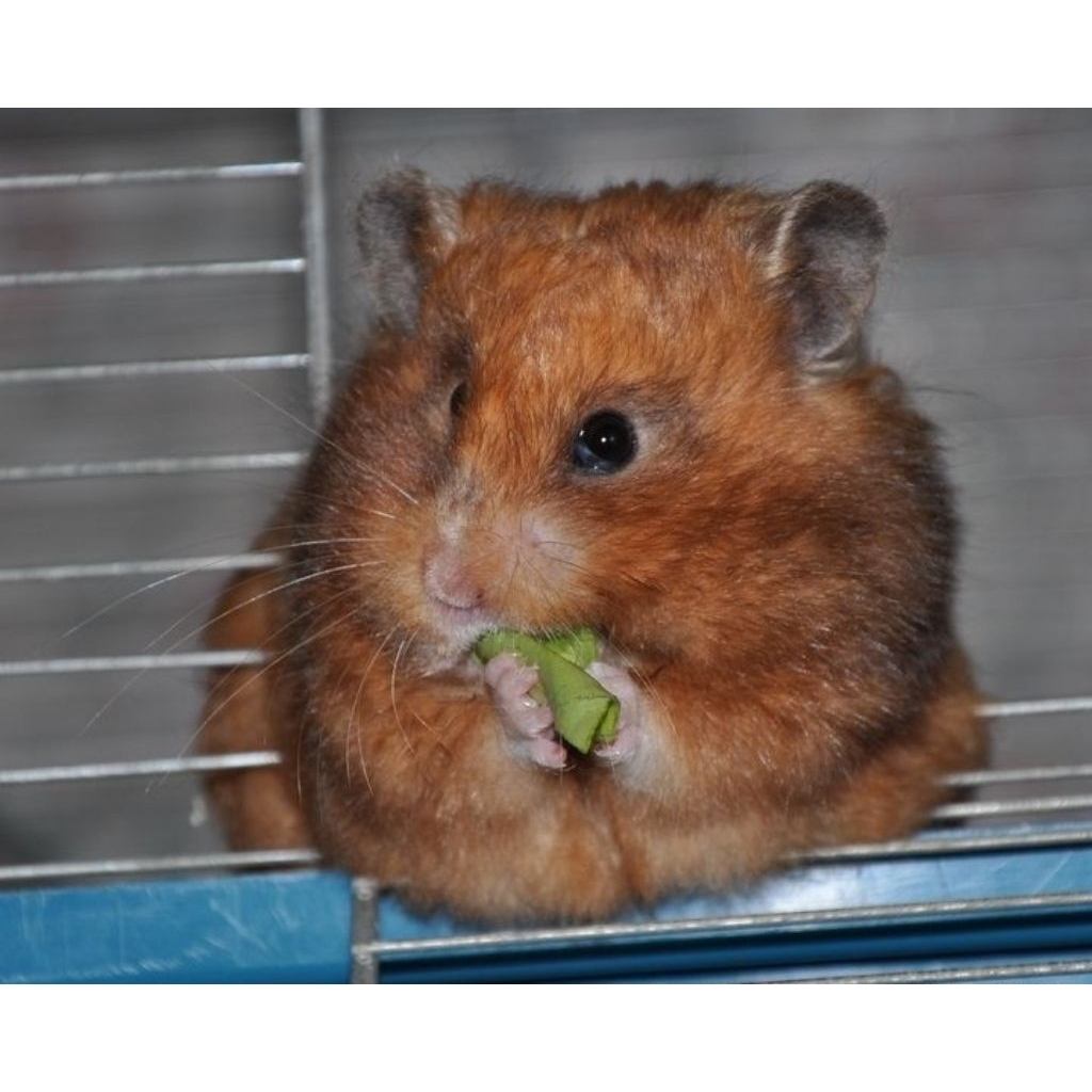 Hamster syrian yellow black rare short hair