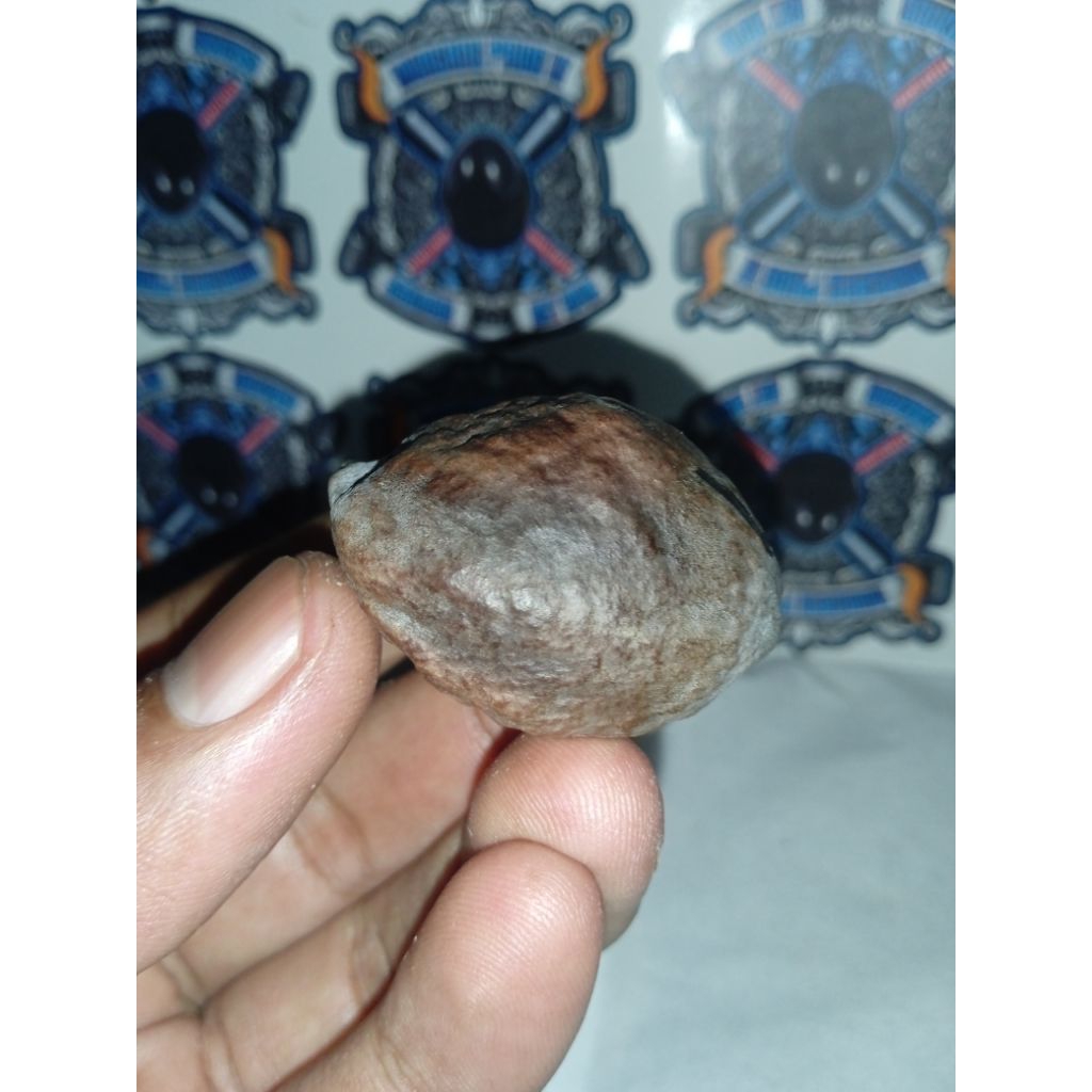 Muncang Adu Jayanti Lingling(Anak Linglung) Super Grade A