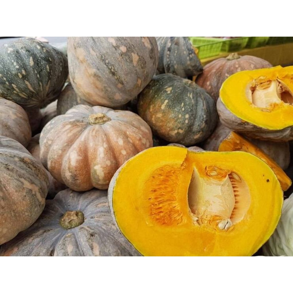 BENIH WALOH/LABU KUNING SUPER JUMBO PREMIUM