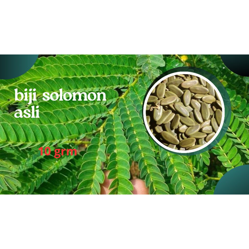 10/10gram benih/biji sengon solomon