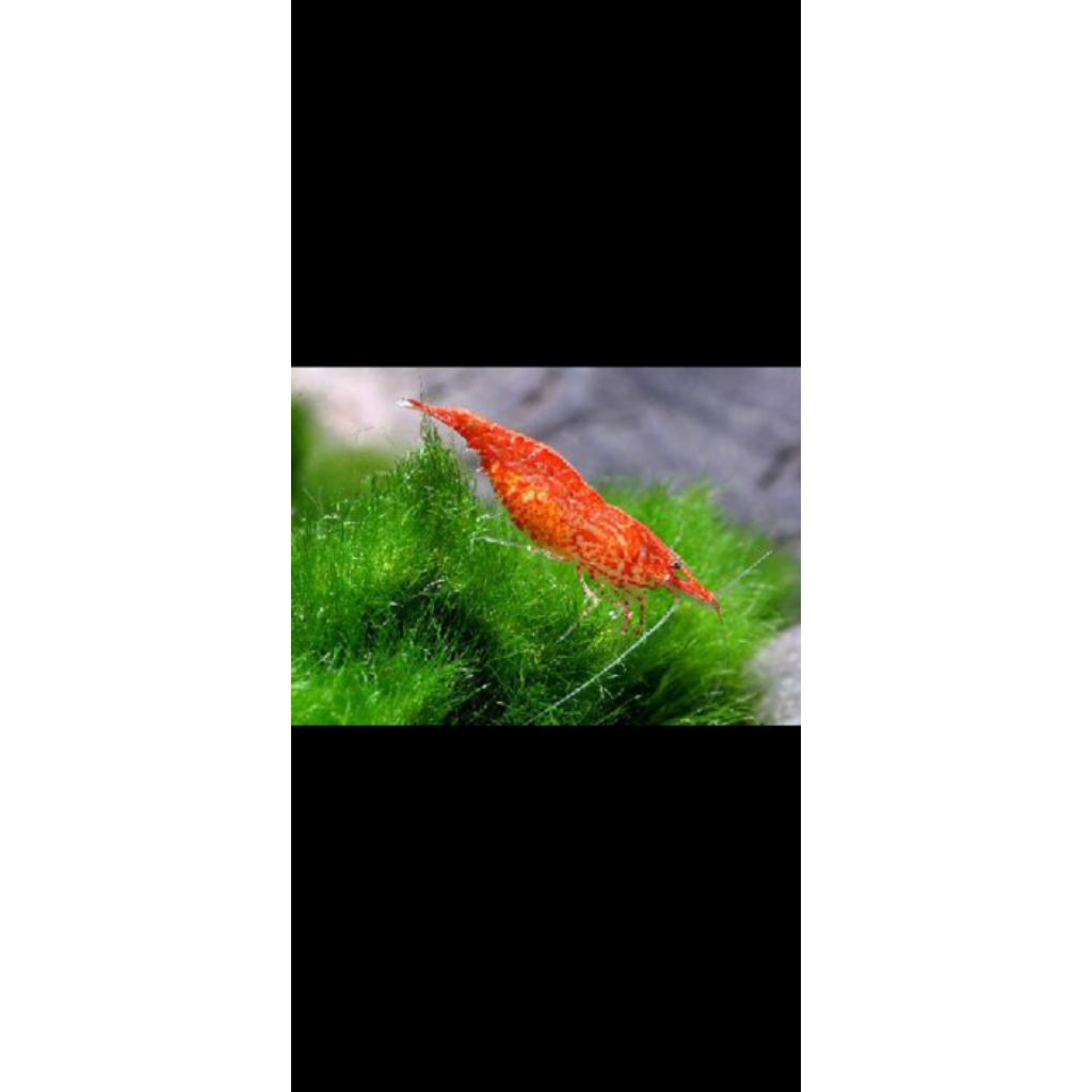 Read Cheri Rcs udang hias akuarium