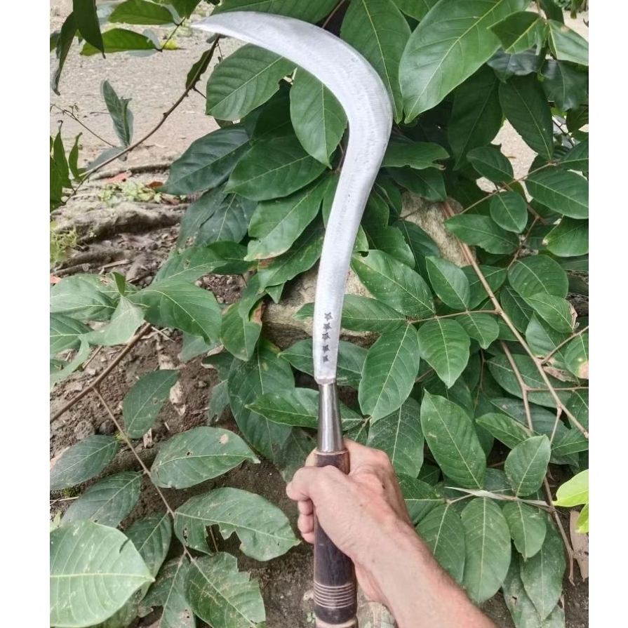 aret sabit rumput bintang lima ori madura