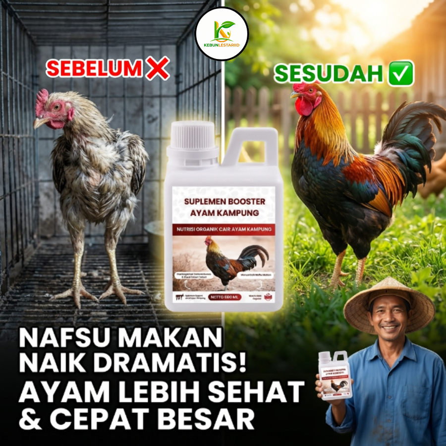 Booster Ayam Kampung 1L Original – Vitamin Ayam Broiler, Cemani & Sumatra, Suplemen Ayam Penambah St