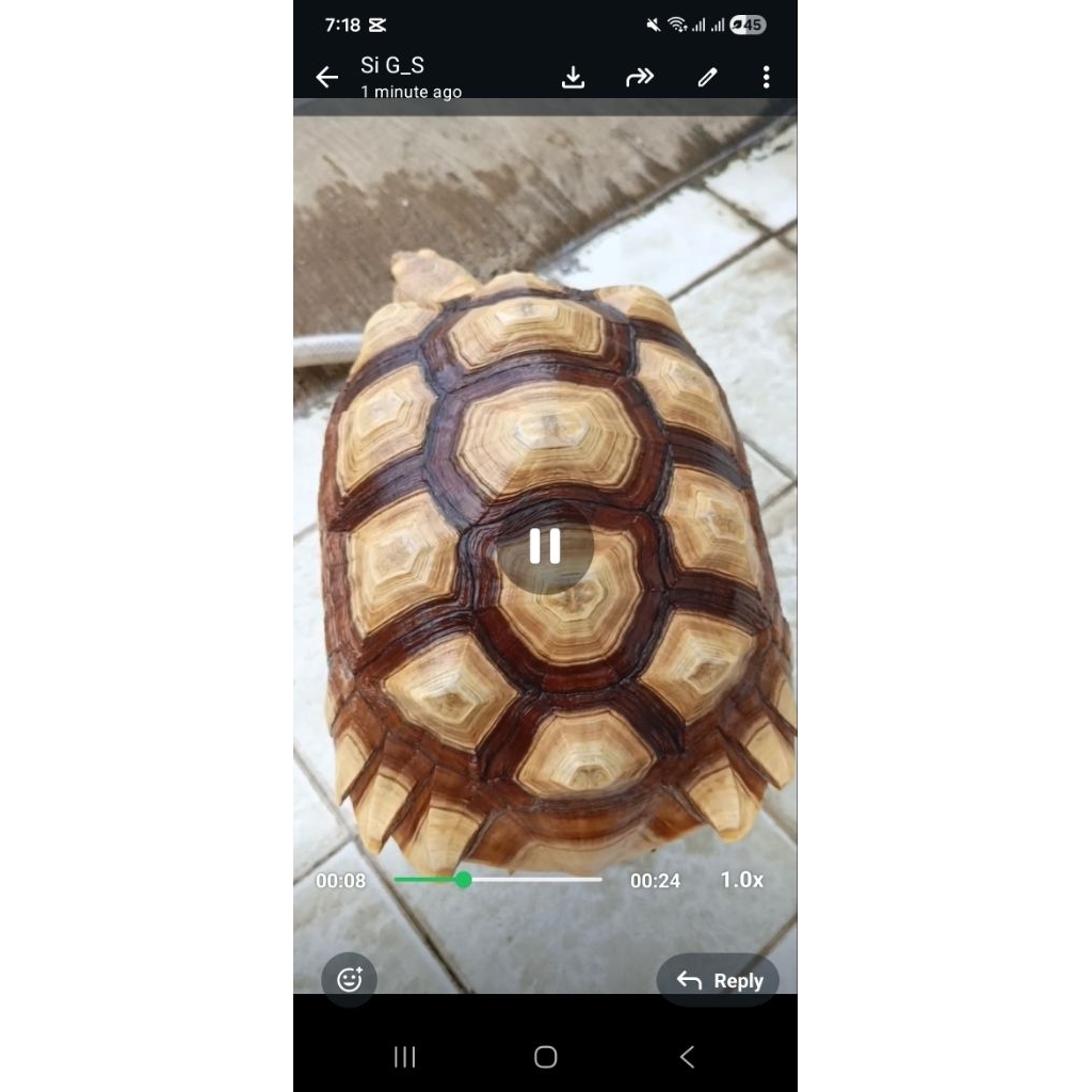 Sulcata 
Jenis TIGER , JANTAN 28cm


Jenis GOLDEN , JANTAN 28cm ....

Buka Harga 

Tiger Rp. 4.8jt

