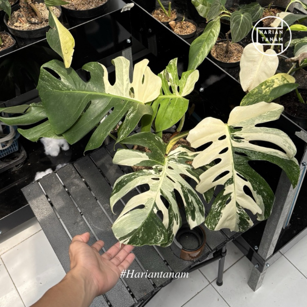 Monstera Holland variegata Indukan (Include pot & Media Tanam)