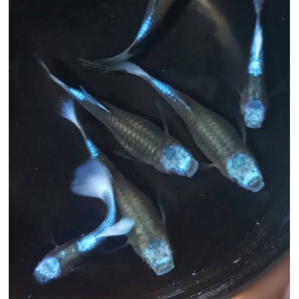 Guppy Blue Koi - Hiasan Aquarium