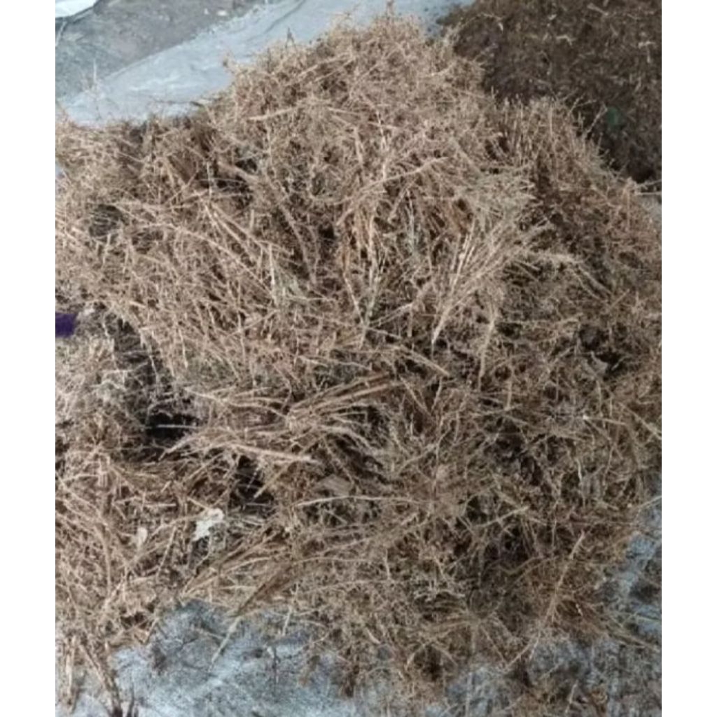 200 gr akar bambu, media tanam humus, akar tanaman bambu.