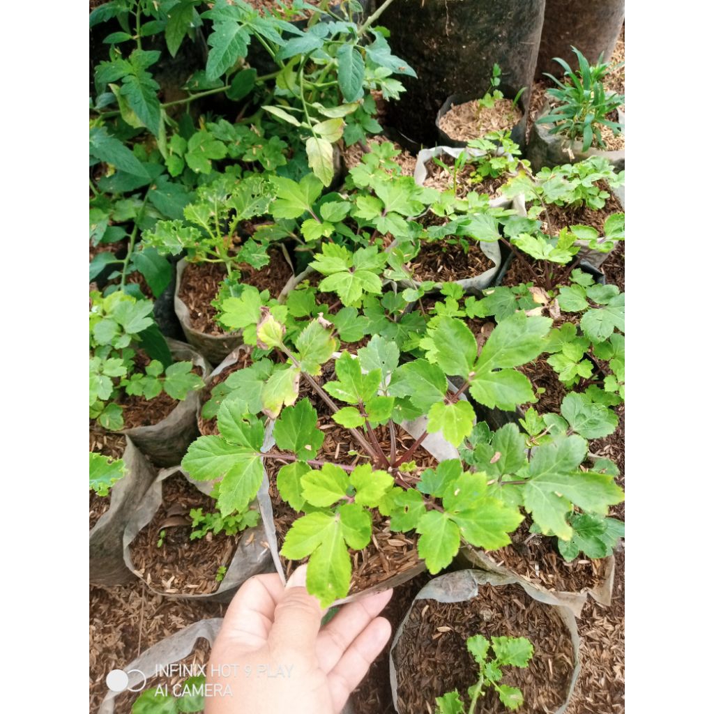 tanaman herbal purwaceng