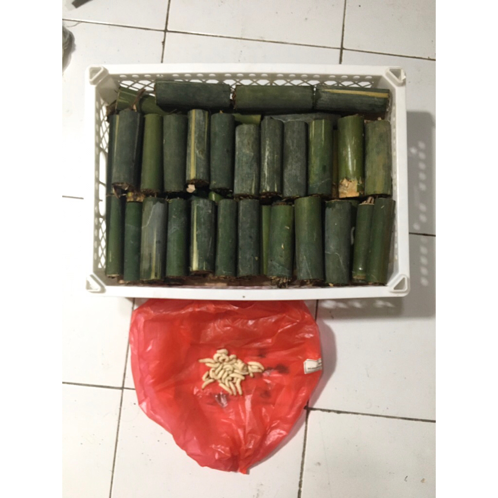 Ulat Cangkilung / Ulat Bambu Isi 30 Ekor (Bisa COD)