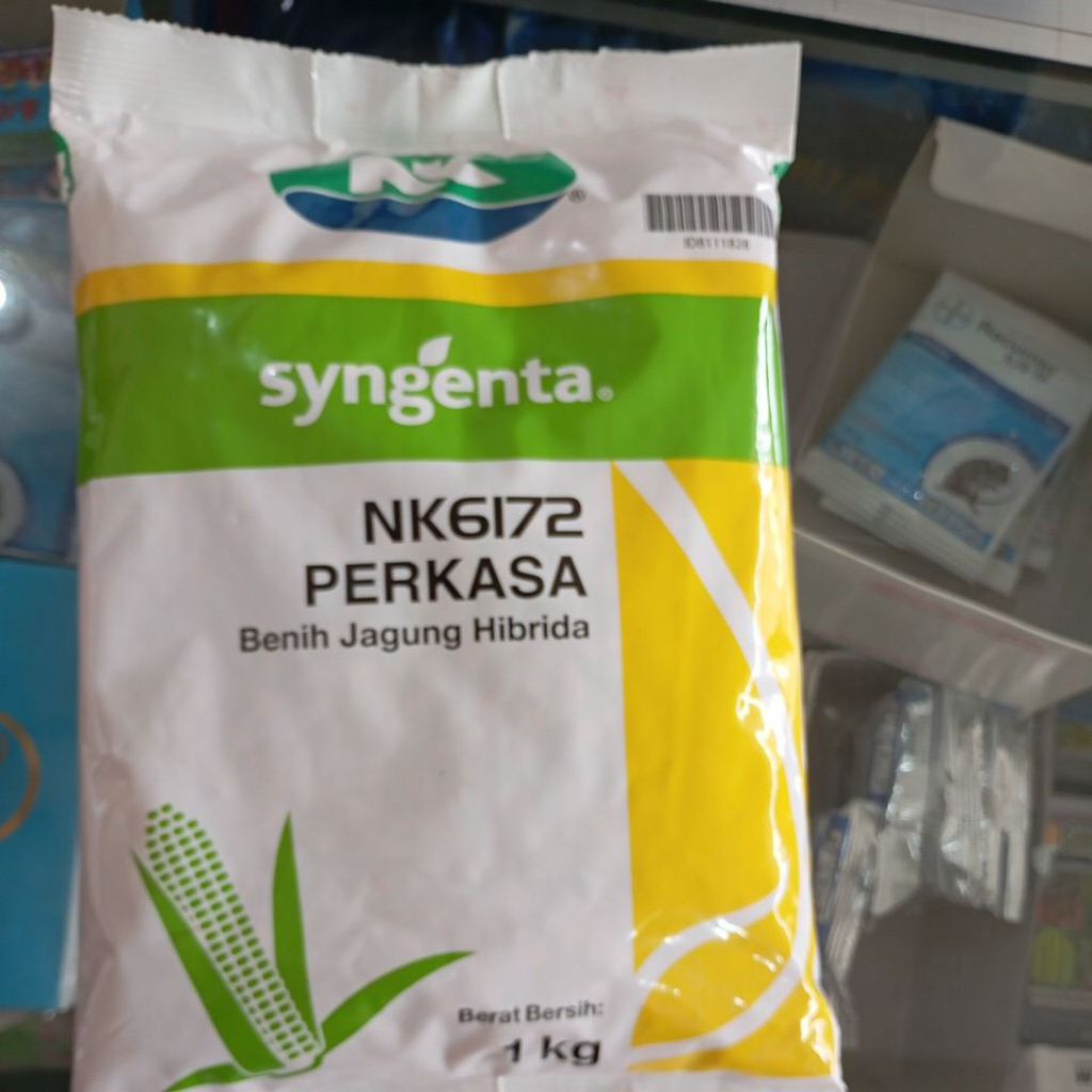 Benih jagung perkasa nk 6172 syngenta