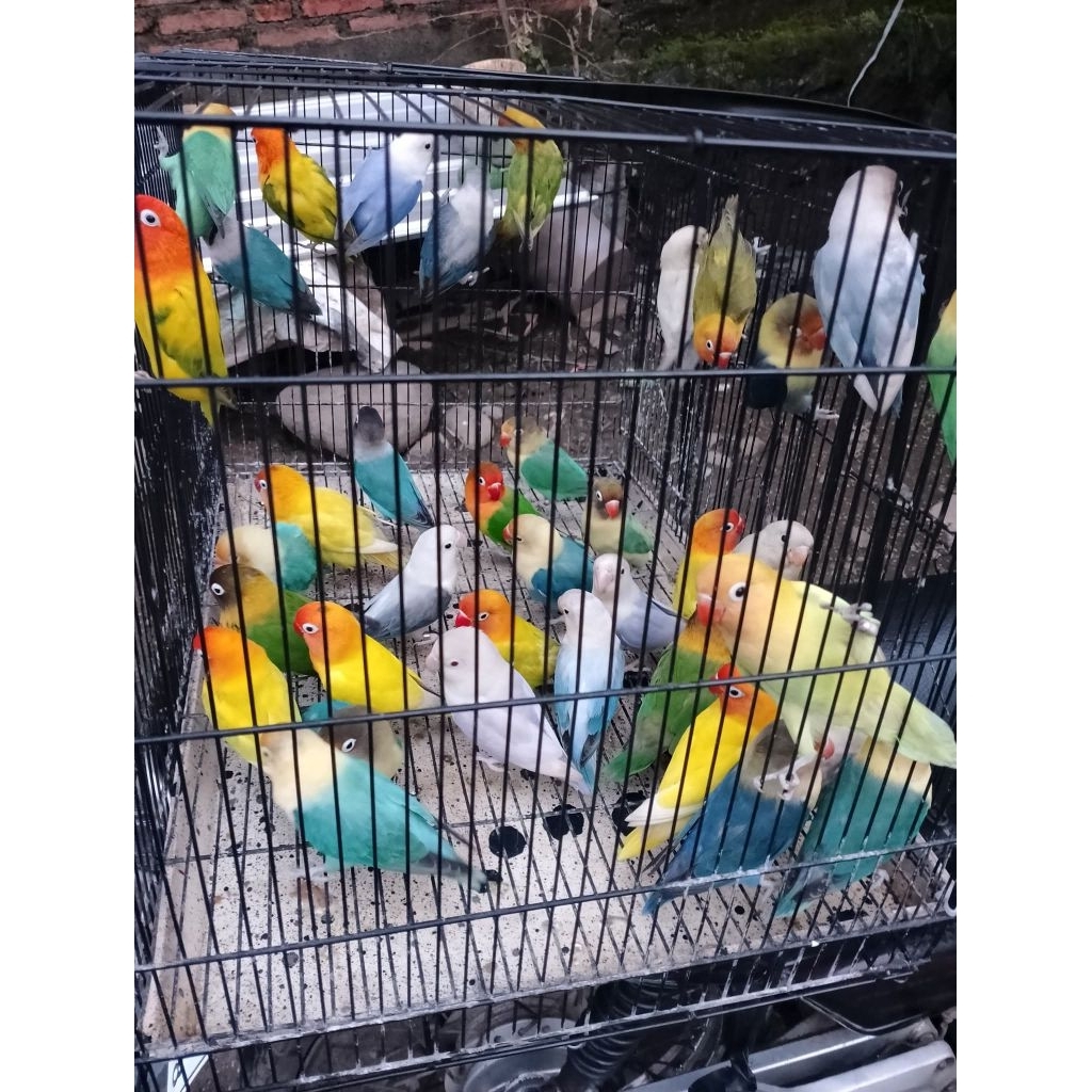 lovebird series, pb, biola, mangsi, pasbir, batman, lutino dll