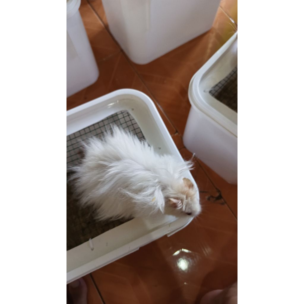 hamster syrian long hair