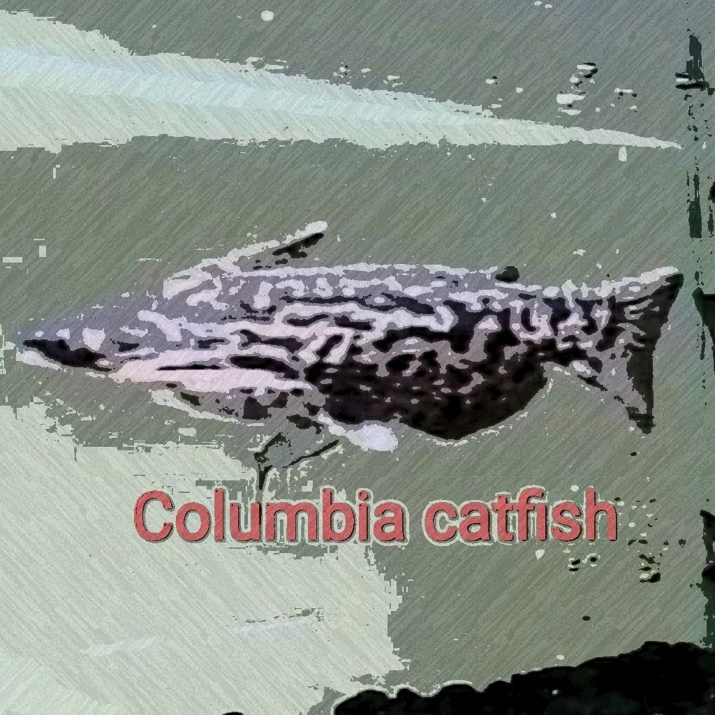 tankmate lucu colombia catfish