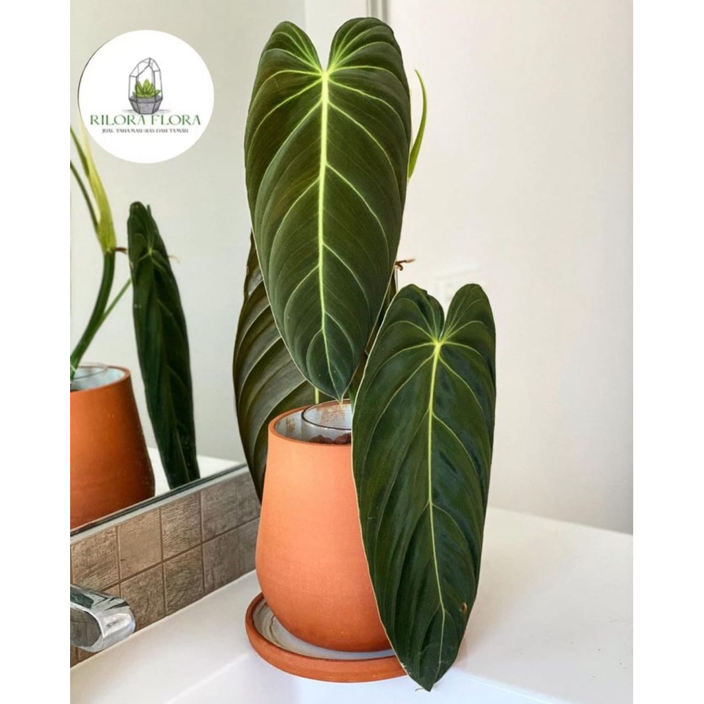 Tanaman hias philodendron melano - Pohon philodendron melano