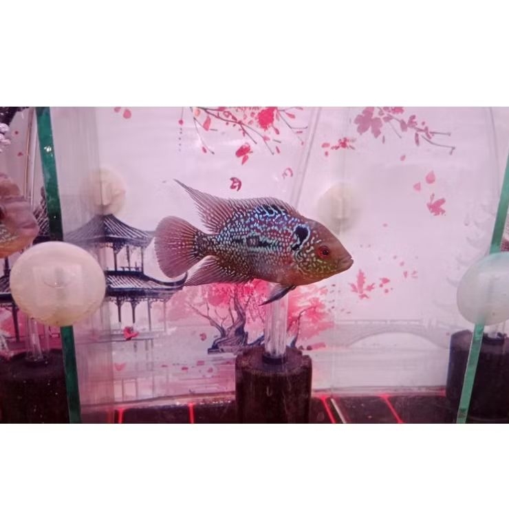 LOUHAN CENCU BETINA/FEMALE