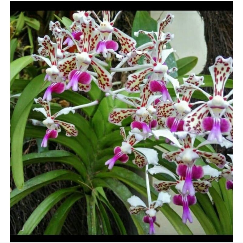 Anggrek Vanda Tricolor