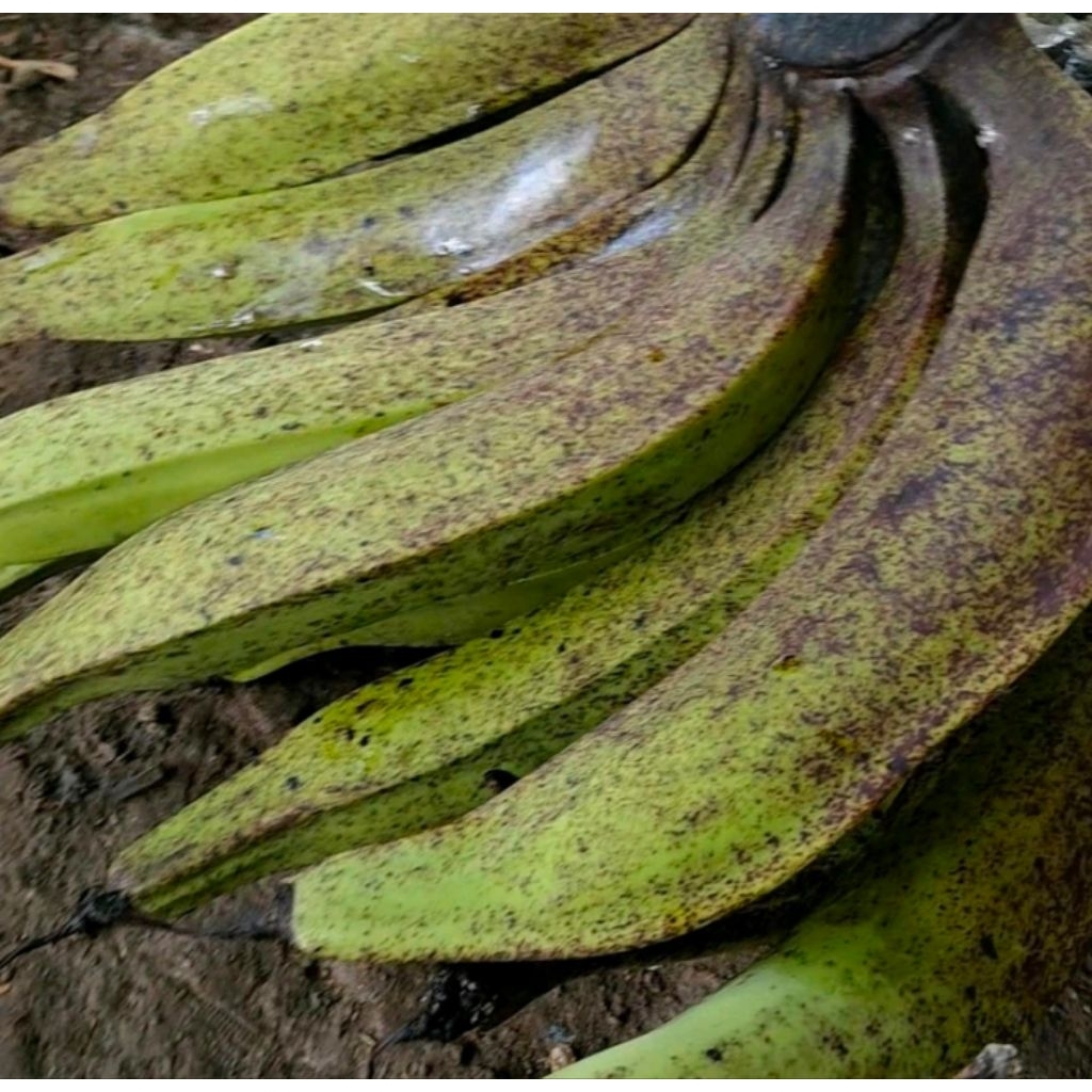 pisang tanduk mentah berkualitas 1kg