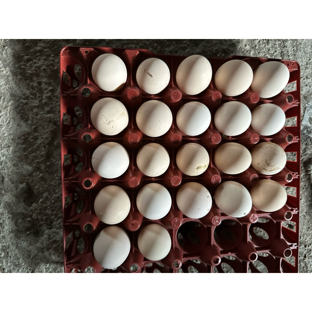 telur fertil ayam elba