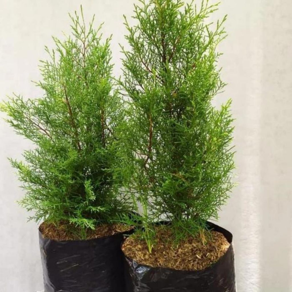 POHON CEMARA WANGI TINGGI 50 CM//BIBIT CEMARA WANGI//TANAMAN HIAS CEMARA WANGI