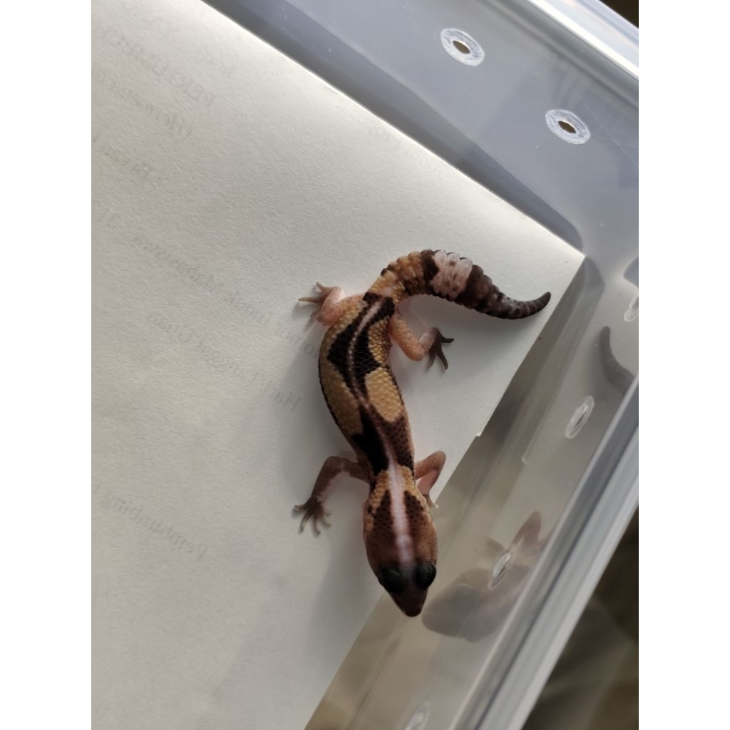 aft african fat tail gecko zulu stripe het amel