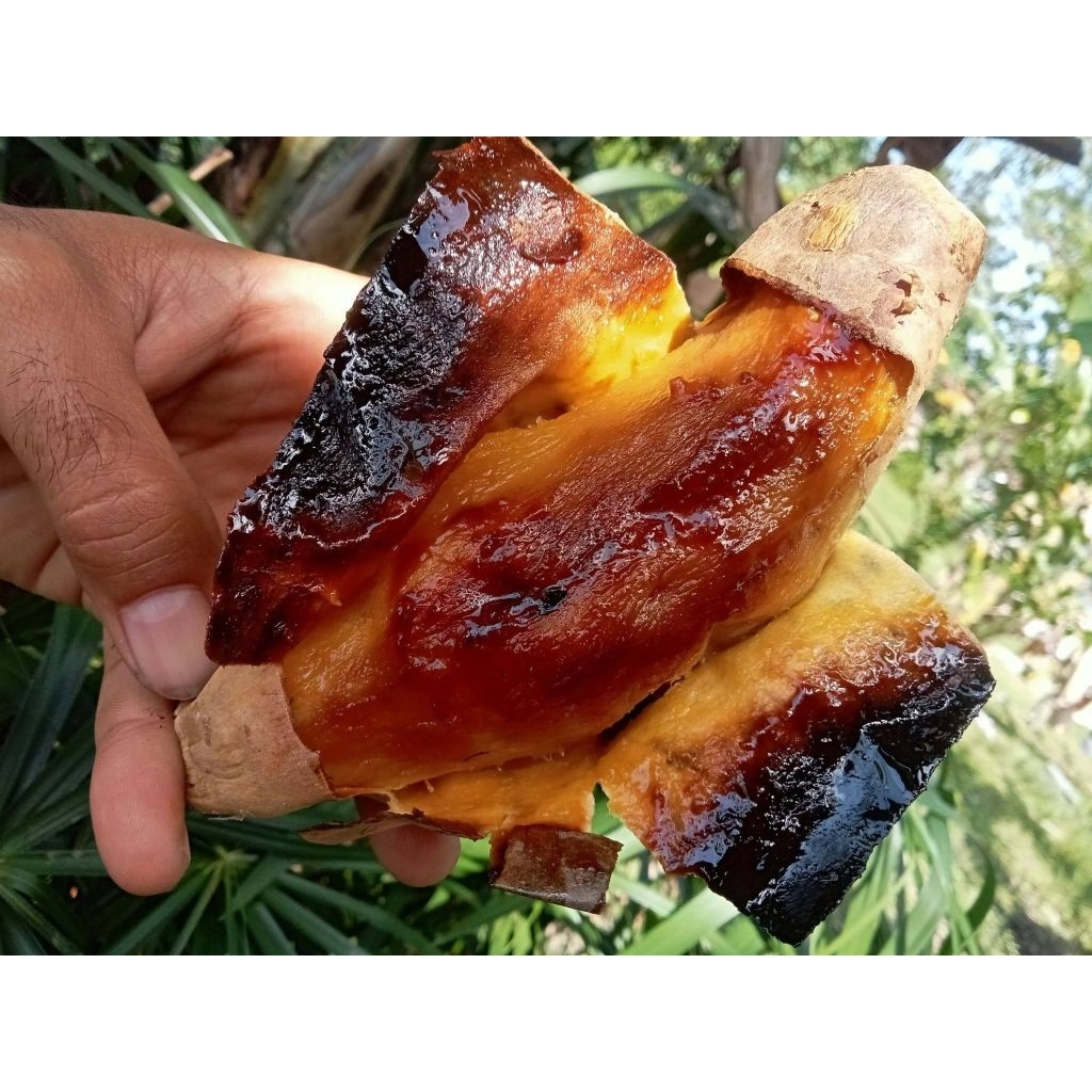 Ubi Madu Cilembu Oven Matang