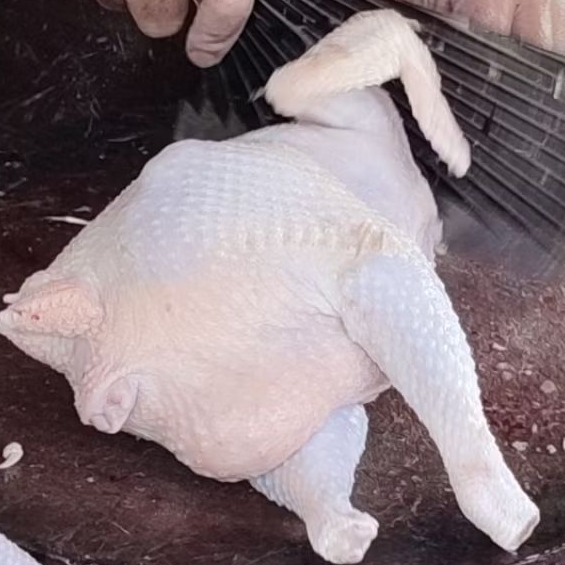 Kirim instan ayam petelur per 1 ekor / Ayam afkir segar